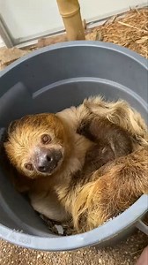 658K views · 28K reactions | Moe has an interesting way of eating grapes.  | Cincinnati Zoo & Botanical Garden | Facebook