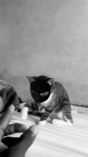 The big cat | Small CAT