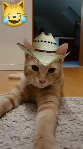 #Simba #cat #katze