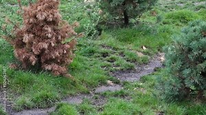 Lone Canadian Arctic wolf / white wolf / Polar wolf (Canis lupus arctos) native to Canada walking along trail
