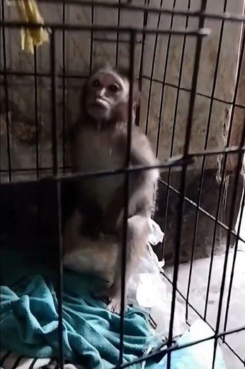 Caged monkey afraid of owner #babyanimal #babymonkey #babyprimate #wow #monkeysr #comedy #monkey