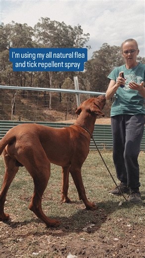 🐾 Keep your dog safe the natural way! 🐾 Chemical flea and tick treatments can overload your dog’s system with toxins and have some nasty side effects— but there is a safer way to protect them. My all-natural Outdoor Dog Spray repels fleas and ticks naturally with the essential oils shown to have flea and tick repelling properties. ✨ How to use it: • Spray directly onto your dog’s coat, or • Spray your hands and rub it through their fur (great for spray-shy dogs) • You can even soak a material 