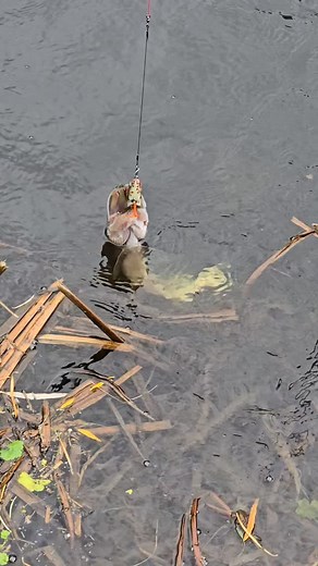 #fishing #lure #lurefishing #predatorfishing #perch #pike #perchfishing #pikefishing #custom #lures #riverfishing #fishinglure #handmade #paint #wood #water #river #alien_predator_lures #handcrafted #luremaking #lurebuilding #handmadelures | Alien_Predator_Lures | Facebook