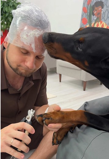 Top Lifehacks for Your Doberman