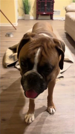 POV:When mom is on the treadmill=free play! #dogs #boxer #baddog