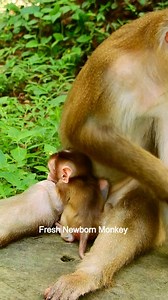 Wow wow baby Lynx look so cute, Lynx look adorable, DSCN6563 | Fresh Newborn Monkey