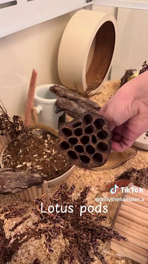 DIY Enrichment Ideas for Hamsters