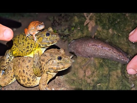 Frog Funny and fish to you for laugh | making Funny frogs 🐸