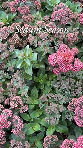 7.4K views · 154 reactions | It's Sedum Season  and sedum might just...