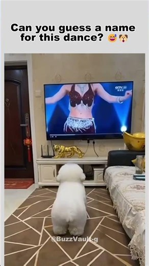 Funny Dog | Dog Dance #shorts #trending