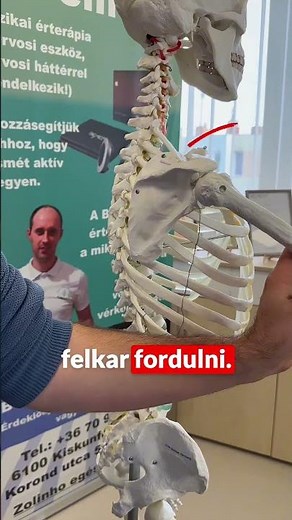 Tudtad, hogy a vállad valójában a lapockádhoz tartozik? 🤔 - #interestingfacts #fyp #zolinho #shorts