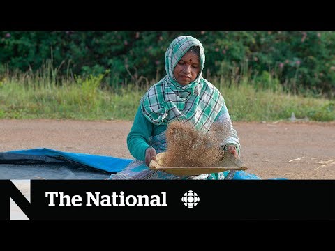 Why millet is making a big comeback in India