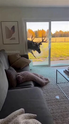 97M views · 135K reactions | A terrifying home security video captures a massive buck sprinting across a sunny backyard field directly toward a glass sliding door. A woman frantically attempts to close the door just milliseconds before impact, but the powerful deer crashes violently through the glass, shattering it into the living room. The panicked animal then proceeds to cause chaos, slipping on the wood floor, smashing a large flat-screen TV with its antlers, trampling a glass coffee table, a