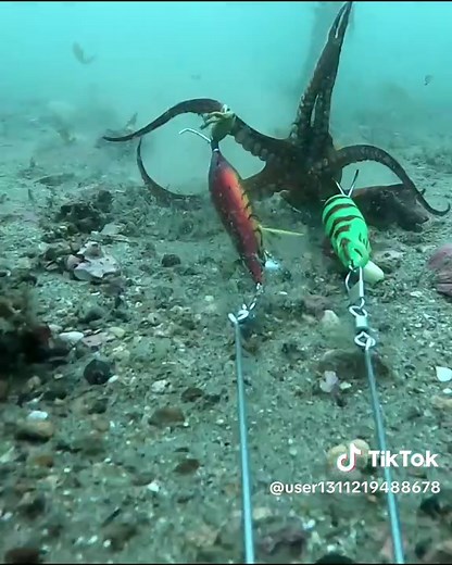 明石沖のタコエギング水中映像