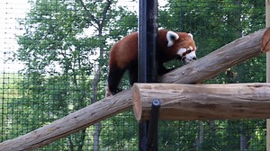 9.7K views · 390 reactions | The only place you want to be caught red-handed is at Red Panda Ridge. Red Panda Ridge opens to the general public this Saturday, May 27, at 9am! Come celebrate Memorial Day weekend at the Zoo and visit the red pandas and their new friends while you’re here. | Fort Wayne Zoo | Facebook