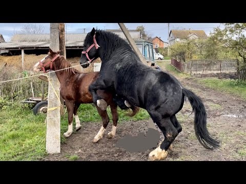 Horse mating - The Amazing horse breading video