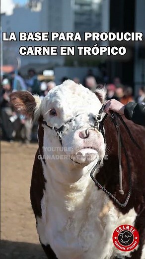 Nelore cattle and their high-quality meat #nelore #zebu #ranch #farm