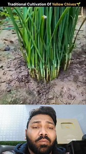 China ke log food #food #agriculture #farming #china | Hayat Malik