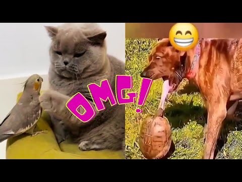 😹 Animals Pulling the Funniest Pranks Ever! 🐒🐶🐱 / Pets Doing Pranks