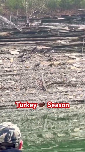 Spring turkey is coming soon!