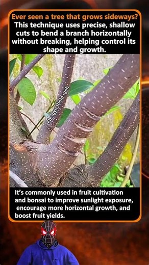 Control Tree Shape with ONE Simple Cut