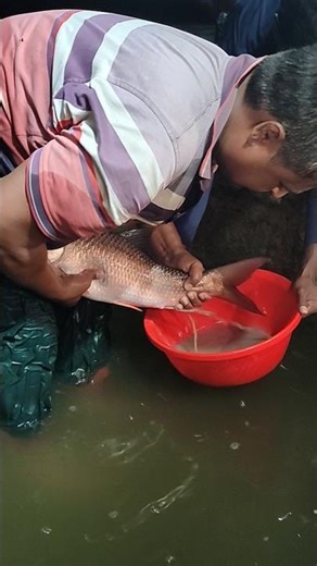 Red Rohi Fish Breeding #shorts #fishing