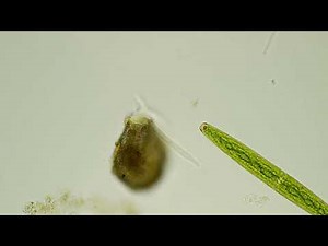 Inverted microscope. Hydrobiology examples