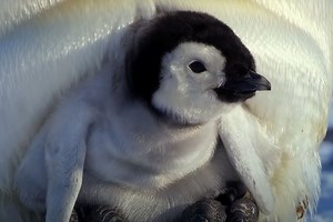 WATCH: Fluffy baby penguin tries to make friends in the Antarctic