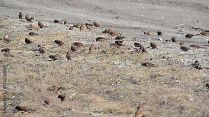 View and scene of sparrows that move in a flock and jump on the ground and grass on a summer sunny day