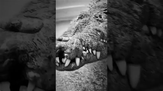 Mesmerizing Close-Up of an American Crocodile in Action