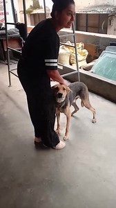 283K views · 12K reactions | Critical situation street dog rescue | Indhar Kumar | Facebook