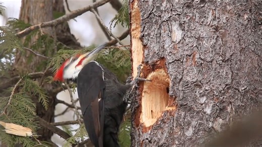 5.4K views · 555 reactions | Woodpeckers are common and fun backyard birds. How many species of this bird family have you observed in your neighborhood? Learn more about all the woodpeckers of the US: https://abcbirds.org/blog20/woodpecker-species-united-states/ Video: Pileated Woodpecker | American Bird Conservancy | Facebook