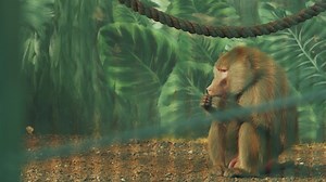 Download baboon sitting on the ground and chewing food for free