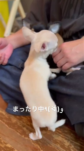 遊び疲れてまったり中です😁🐾 #chihuahua #chihua #chihuahuacute #チワワ #チワワと暮らす #チワワ大好き #チワワパピー #チワワとの暮らし