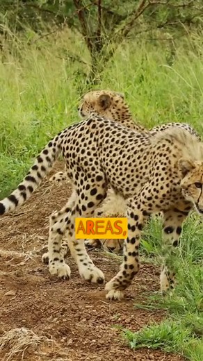 How do you protect cheetahs and farmers? 🐆🤝🐕 The Cheetah Outreach Trust is building bridges through compassion and practical solutions—like placing Livestock Guarding Dogs with farmers. This partnership has reduced predation by up to 100%, creating safer farms and a safer future for cheetahs. 💛 Cheetah Outreach #NaturalBridgeWildlifeRanch #CheetahOutreachTrust #CheetahConservation #WildlifeProtection | Natural Bridge Wildlife Ranch