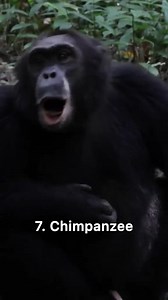 Different sounds of monkeys | Worlds Mysteries