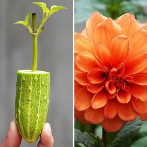 119K views · 1.8K reactions | Propagate Stunning Dahlia Pinnata Flowers with Easy Cuttings  | DIY Balcony Garden | Facebook
