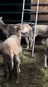 Sounds of the Farm 🌙 A Rainy Night, Sleeping Piglets & a Little Surprise #beldinghillfarms #farm