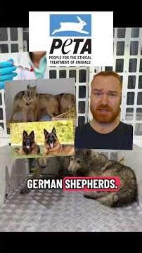 PETA Sues Wolf Sanctuary Claming Wolf Dogs Should Be Allowed To Decide If They're Wolves or Dogs