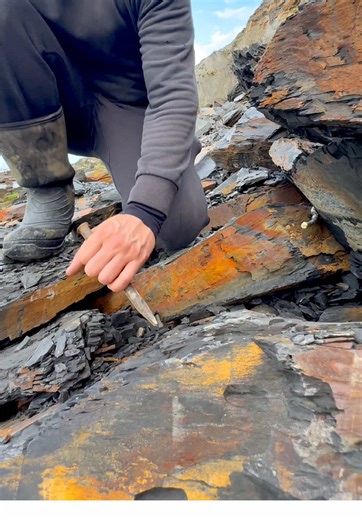 We came across a shale landslide on the beach! 🏝️ Scattered within the loose slabs were some amazing fossils — including this 180-million-year-old Jurassic lobster leg! 😍 It’s always such a thrill to uncover pieces of ancient history like this. Just imagine how cool this creature must’ve looked when it was alive! 🌅 We’re so happy with this find and grateful for all your support on our fossil-hunting journey! 🐊 #fossil #beach #fossilhunting #treasure #fyp