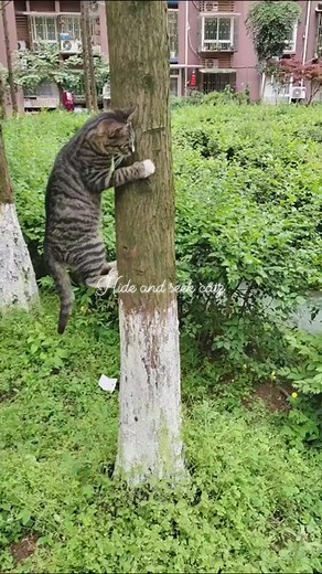 Hide and seek catz | CRAZY CATZ