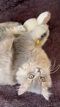 Αφιερωμένο στην Δαναη μας 🐾❤️