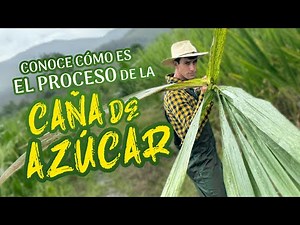 Conoce cómo es el proceso de la caña de azúcar 🎋 | Agricooltores
