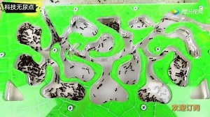 直播蚂蚁王国：自制的蚂蚁洞穴里，大蚂蚁指挥小蚂蚁大战米虫子