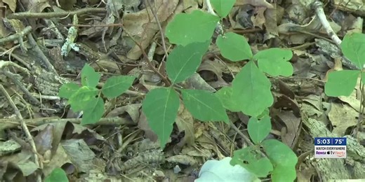 Identifying poison ivy: Leaves of three, let it be