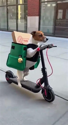 Fastest Delivery Team: Animals on Scooters! 🐶🐱🛵