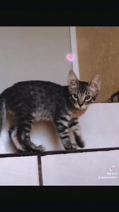 12 reactions | ADOPCIÓN RESPONSABLE  Gatitos en adopción responsable, se entregarán con compromiso de esterilización, tienen aproximadamente 3 meses de edad, ya comen solos y usan arenero, información al 6621404469 | COAT Comunidad Animalera Trabajando | Facebook