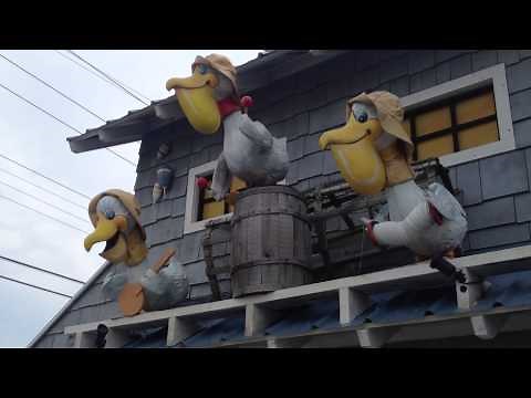 Singing Pelicans - Duffer's - Wildwood, NJ