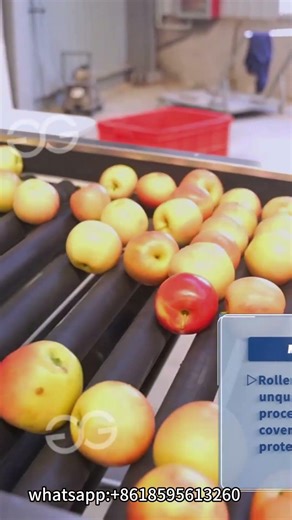 Apple Washing And Grading Processing Line #machine