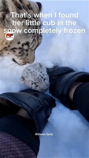 The difficult lives of wild animals